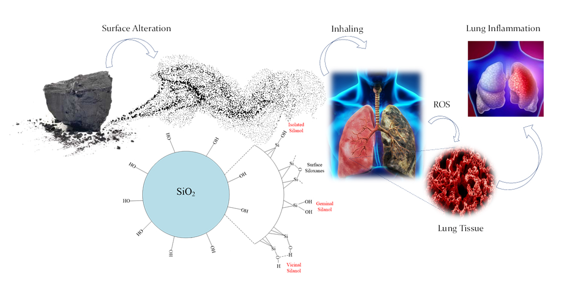 Ultrafine dust from components like quartz SiO2 can react with the lung tissue causing inflammation and disease.